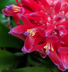 Attēlu rezultāti vaicājumam “Collaria rubens stalked”