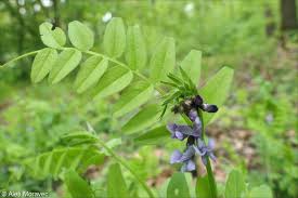 Attēlu rezultāti vaicājumam “Vicia sepium”