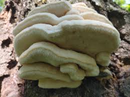 Attēlu rezultāti vaicājumam “Climacodon septentrionalis”