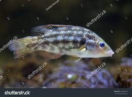 Image result for Symphodus melops