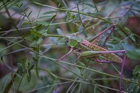 Attēlu rezultāti vaicājumam “Decticus verrucivorus”