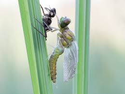 Attēlu rezultāti vaicājumam “Somatochlora flavomaculata”