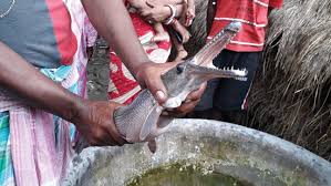 Image result for Atractosteus spatula