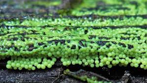 Attēlu rezultāti vaicājumam “Willkommlangea reticulata spores”