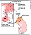 Cushing's Disease: Clinical Manifestations and Diagnostic ...