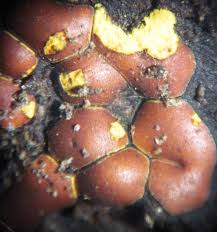 Attēlu rezultāti vaicājumam “Perichaena depressa”