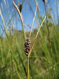 Attēlu rezultāti vaicājumam “Carex lasiocarpa fruit”