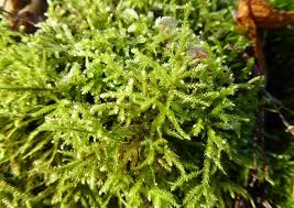 Attēlu rezultāti vaicājumam “Eurhynchium angustirete sporophyte”