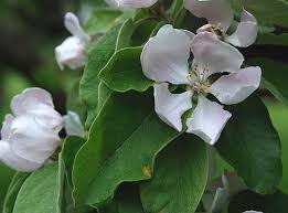 Attēlu rezultāti vaicājumam “Cydonia oblonga flower”