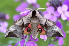 Attēlu rezultāti vaicājumam “Smerinthus ocellata”