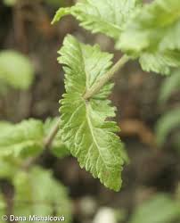 Attēlu rezultāti vaicājumam “Veronica austriaca subsp. teucrium leaf”