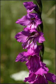 Attēlu rezultāti vaicājumam “Gladiolus imbricatus”