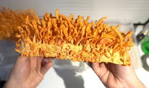 Attēlu rezultāti vaicājumam “Cordyceps militaris”