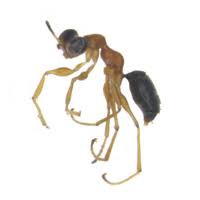 Attēlu rezultāti vaicājumam “Alloeotomus sp.”