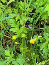 Attēlu rezultāti vaicājumam “Volucella bombylans”