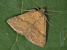 Attēlu rezultāti vaicājumam “Phytometra viridaria”