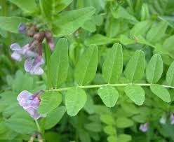 Attēlu rezultāti vaicājumam “Vicia sepium leaf”