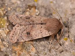 Attēlu rezultāti vaicājumam “Orthosia cruda”