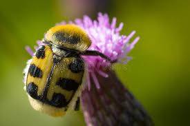 Attēlu rezultāti vaicājumam “Trichius fasciatus imago”