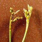 Attēlu rezultāti vaicājumam “Carex ornithopoda fruit”