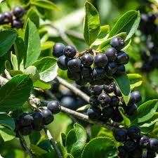 Attēlu rezultāti vaicājumam “Aronia melanocarpa”