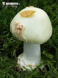 Attēlu rezultāti vaicājumam “Amanita citrina”