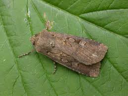 Attēlu rezultāti vaicājumam “Euxoa nigricans”