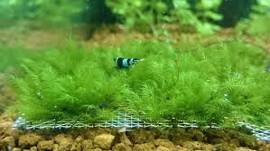 Attēlu rezultāti vaicājumam “Fissidens”