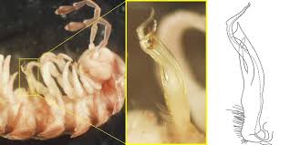 Attēlu rezultāti vaicājumam “Polypogon tentacularius male”