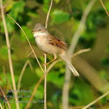 Attēlu rezultāti vaicājumam “Sylvia communis”