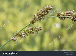 Attēlu rezultāti vaicājumam “Carex appropinquata leaf”