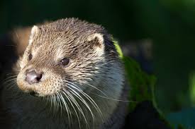 Attēlu rezultāti vaicājumam “Lutra lutra”