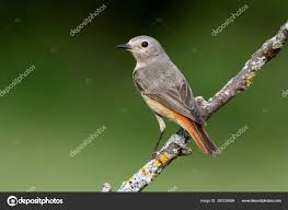 Attēlu rezultāti vaicājumam “Phoenicurus phoenicurus female”