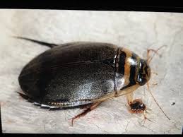 Attēlu rezultāti vaicājumam “Acilius sulcatus male”