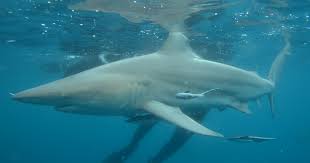 Image result for Carcharhinus limbatus