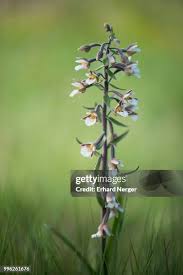 Attēlu rezultāti vaicājumam “Epipactis palustris”
