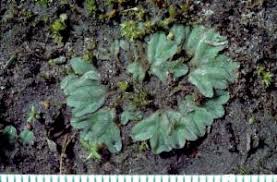 Attēlu rezultāti vaicājumam “Riccia bifurca”