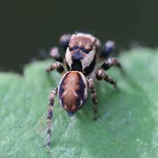 Attēlu rezultāti vaicājumam “Evarcha falcata male”