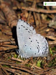 Attēlu rezultāti vaicājumam “Celastrina argiolus underside”
