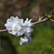 Attēlu rezultāti vaicājumam “Prunus avium flower”
