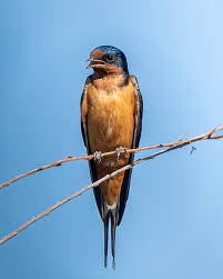 Attēlu rezultāti vaicājumam “Hirundo rustica adult”