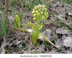 Attēlu rezultāti vaicājumam “Petasites spurius”