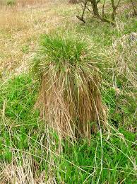 Attēlu rezultāti vaicājumam “Carex paniculata”
