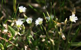 Attēlu rezultāti vaicājumam “Cerastium holosteoides”