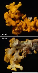 Attēlu rezultāti vaicājumam “Xanthoria polycarpa”