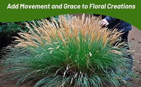 Attēlu rezultāti vaicājumam “Koeleria glauca leaf”