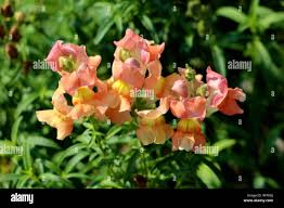 Attēlu rezultāti vaicājumam “Antirrhinum majus leaf”