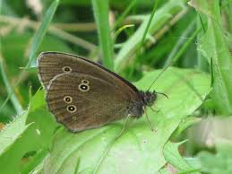 Attēlu rezultāti vaicājumam “Aphantopus hyperantus underside”
