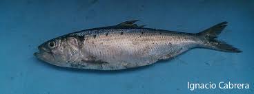 Image result for Alosa fallax