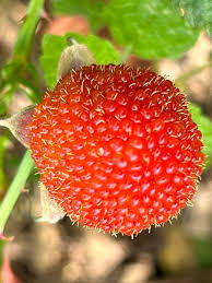 Attēlu rezultāti vaicājumam “Rubus illecebrosus fruit”